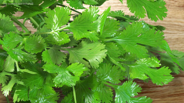 Fresh Green Cilantro Leaves Close Up for Natural Cilantro Wallpapers Background