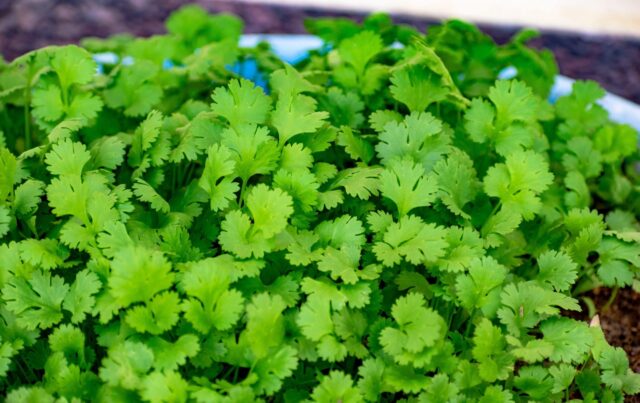 Fresh Green Cilantro Wallpaper Close Up for Nature and Herb Backgrounds