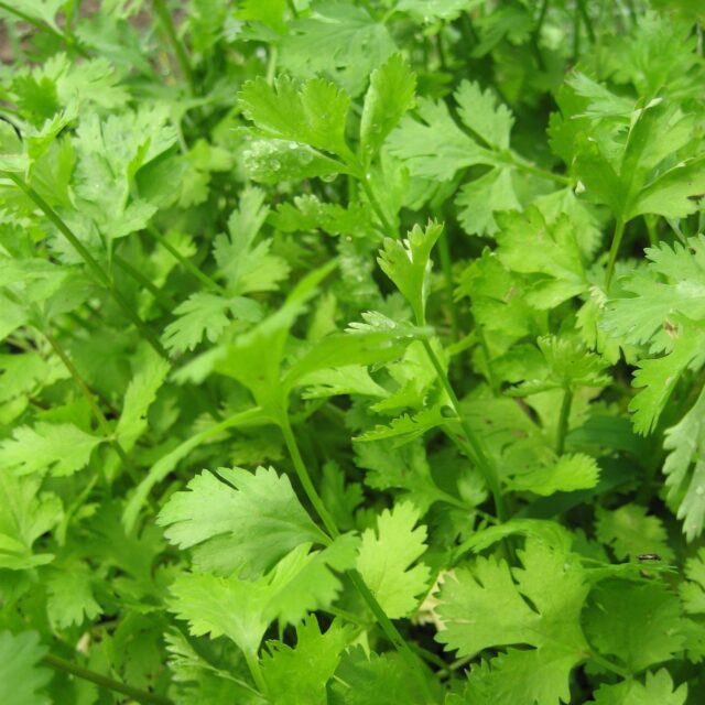 Fresh Green Cilantro Wallpapers Close Up for Natural Herb Backgrounds (1)