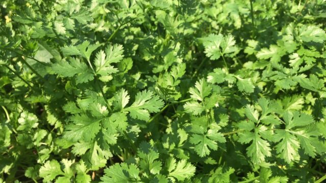 Fresh Green Cilantro Wallpapers Close Up of Vibrant Cilantro Leaves