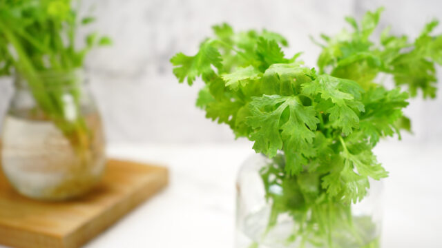 Fresh Green Cilantro Wallpapers in Clear Glass Jars with Natural Light Background