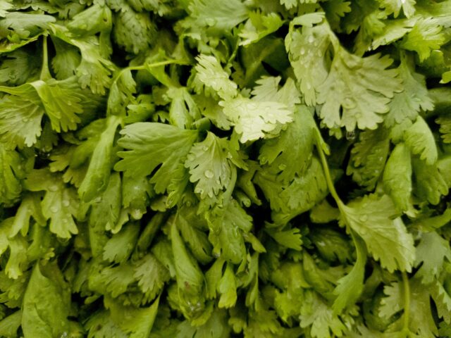 Fresh Green Cilantro Wallpapers with Water Drops for Nature Backgrounds