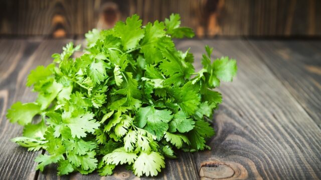 Fresh Green Cilantro on Rustic Wooden Surface Perfect for Cilantro Wallpapers
