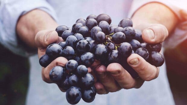 A person is holding a bunch of fresh black grapes in both hands under natural light, 4K Desktop Wallpaper