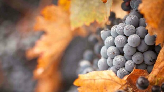 A close up of fresh black grapes covered in dew with autumn leaves in the background, 4K Desktop Wallpaper