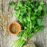 Fresh cilantro bunch with seeds and twine on rustic wooden background for cilantro wallpapers