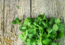 Fresh cilantro bunch with seeds and twine on rustic wooden background for cilantro wallpapers