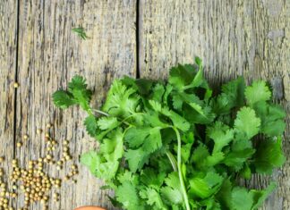 Fresh cilantro bunch with seeds and twine on rustic wooden background for cilantro wallpapers
