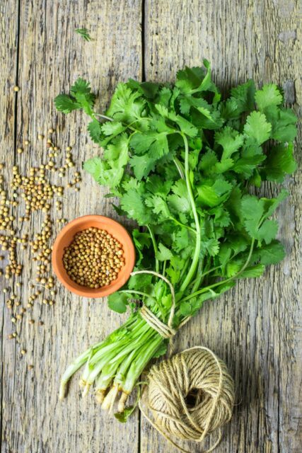 Fresh cilantro bunch with seeds and twine on rustic wooden background for cilantro wallpapers