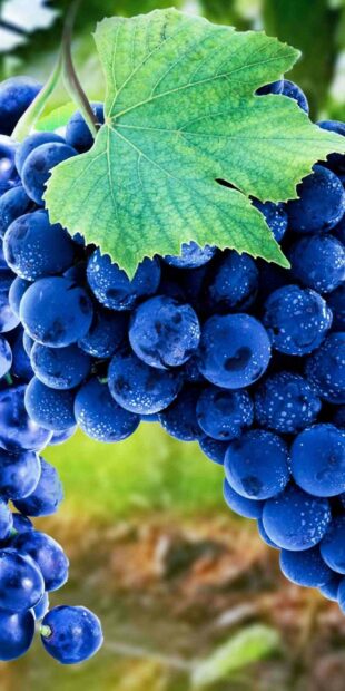 A fresh cluster of grapes with a detailed green leaf in natural light, HD Mobile Wallpaper