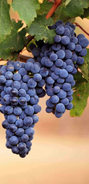 A close up of fresh grapes growing on a vine with green leaves in the background, 2K Mobile Wallpaper