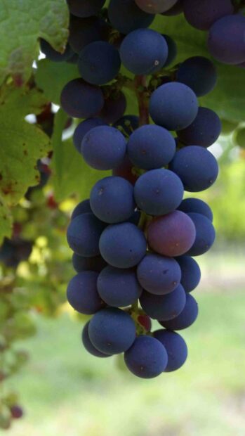 A close up of fresh dark grapes hanging on the vine with blurred green leaves in the background, 2K Mobile Wallpaper
