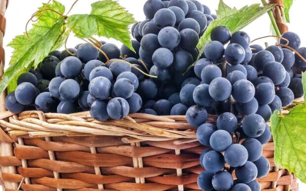 A close up of fresh dark grapes resting in a woven basket with green leaves, HD Desktop Wallpaper