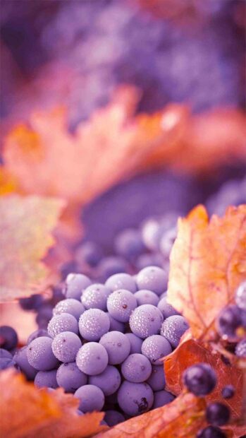 A close up of fresh grapes covered in dew surrounded by autumn leaves, HD Phone Wallpaper