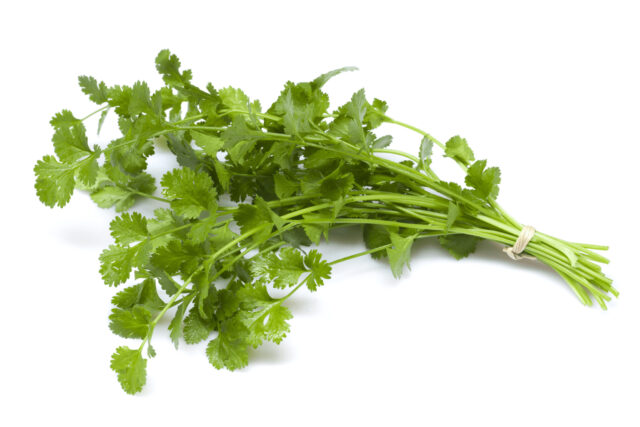 Fresh green cilantro bunch on white background for vibrant Cilantro Wallpapers design