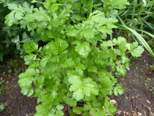 Fresh green cilantro plant growing in garden soil perfect for cilantro wallpapers