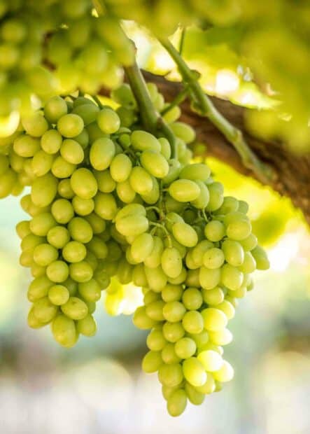 Fresh green grapes growing on the vine in a vineyard, HD Phone Wallpaper