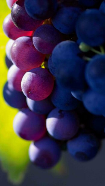 A close up view of fresh purple grapes growing on the vine with sunlight highlighting their texture, 4K Phone Wallpaper