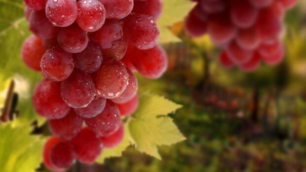 A bunch of red grapes covered in water droplets hanging on the vine with green leaves in the background, 4K Desktop Wallpaper