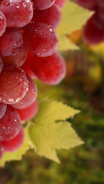 A close up of fresh red grapes covered with water droplets hanging on the vine with green leaves in the background, HD Phone Wallpaper