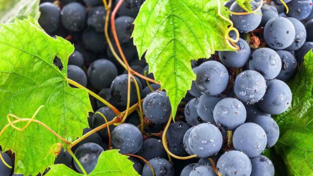 Fresh ripe grapes with water droplets on green leaves hanging on the vine, 2K Desktop Wallpaper