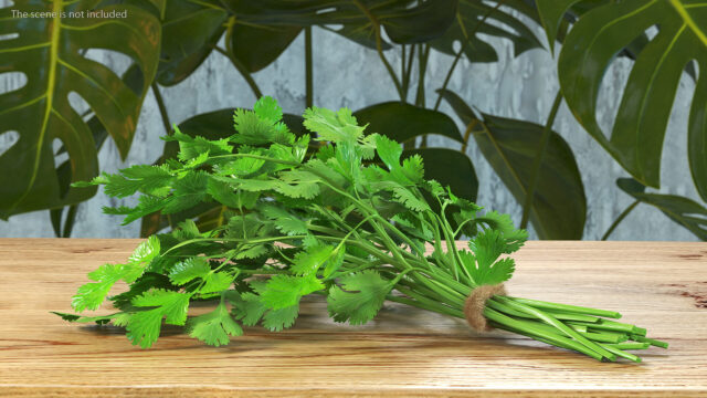 Fresh vibrant cilantro bundle on wooden table natural green herbs wallpaper