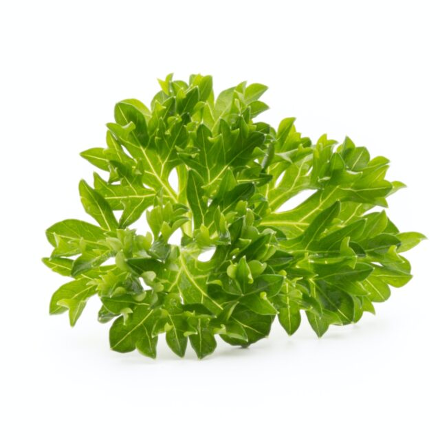 Fresh vibrant cilantro leaves close up for natural green wallpapers background