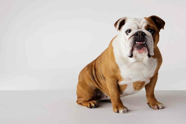 A friendly bulldog is sitting calmly on a plain surface looking directly at the camera, HD Desktop Wallpaper