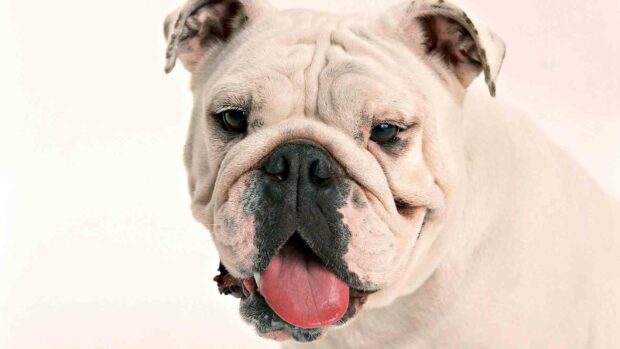 A close up of a friendly white bulldog showing its pink tongue, HD Desktop Wallpaper
