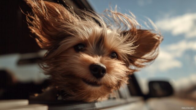 Funny Dog Desktop Wallpaper HD Free Download, A Puppy Sticking Its Head Out Of A Car Window, Wind Blowing Through Its Fur