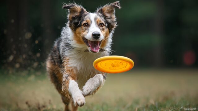 Funny Dog Wallpaper For Desktop Computer, An Energetic Dog Racing After A Frisbee, Captured In A Lively Outdoor Setting