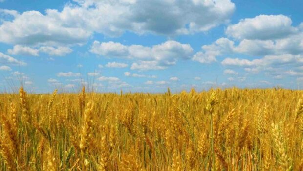 A vast golden wheat field stretches beneath a partly cloudy blue sky representing Ukraine Wallpapers, HD Desktop Wallpaper
