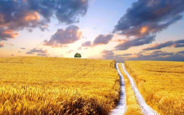 A golden wheat field stretches under a vibrant sky with clouds and a single tree on the horizon, HD Desktop Wallpaper