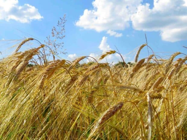 A golden wheat field sways gently under a bright blue sky with scattered clouds in Ukraine, HD Desktop Wallpaper