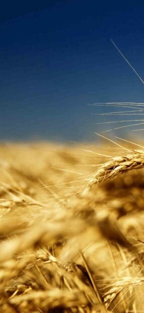 A close up view of golden wheat stalks bending under a clear blue sky representing Ukraine Wallpapers, HD Phone Wallpaper