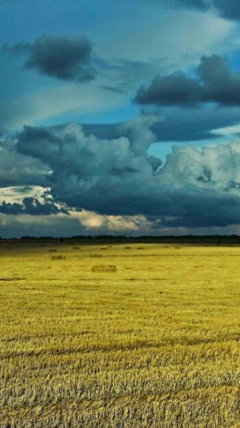 A golden wheat field stretches beneath dramatic clouds in the sky representing Ukraine, HD Mobile Wallpaper