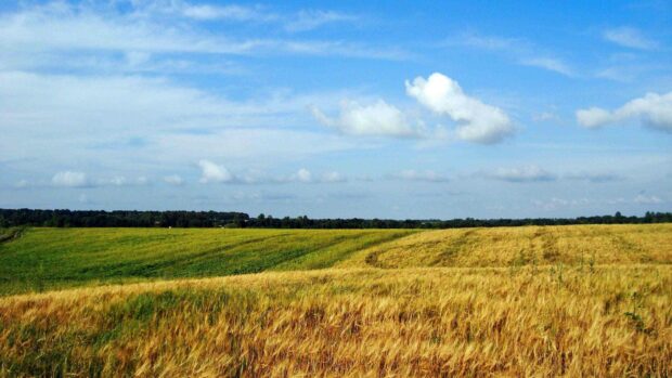 A vast field of golden wheat wave gently under a clear blue sky representing Ukraine wallpapers, 2K Desktop Wallpaper