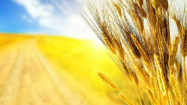 Golden wheat stalks are shown up close with a vast yellow field and blue sky in the background representing Ukraine, HD Desktop Wallpaper