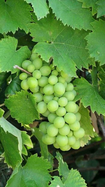 A fresh cluster of green grapes hanging on a vine surrounded by vibrant green leaves, HD Phone Wallpaper