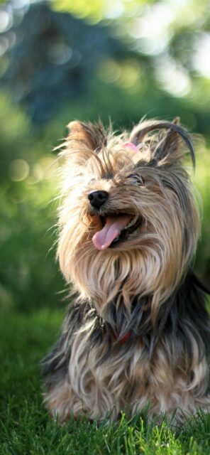 Happy Yorkshire Terrier Sitting on Green Grass Beautiful Dog Wallpaper