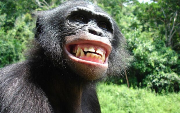 A happy bonobo showing its teeth with lush green forest in the background, 2K Desktop Wallpaper