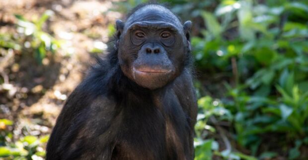 A bonobo peacefully sitting on the forest floor with greenery in the background, HD Desktop Wallpaper