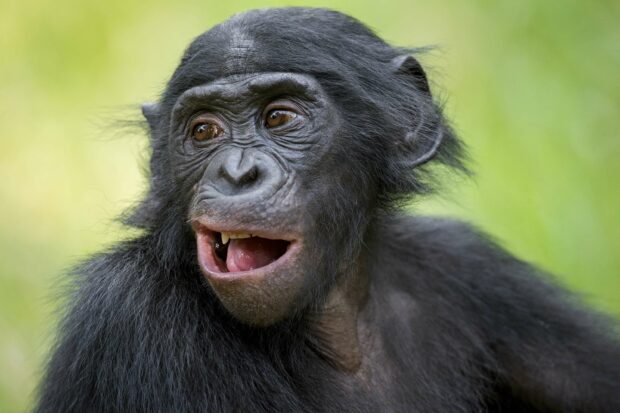 A young bonobo with an open mouth looks curiously to the side, 2K Desktop Wallpaper