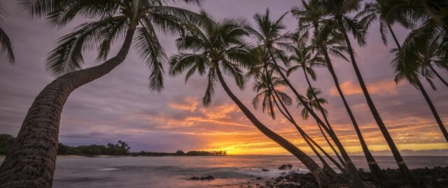 Hawaiian Sunset Beach Palm Trees Wallpaper For Desktop Background