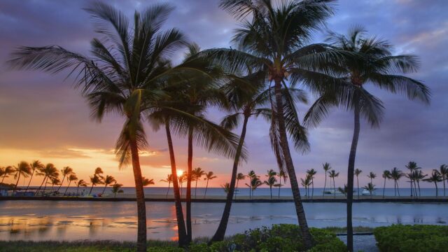 Hawaiian Sunset Oasis With Palm Trees Wallpaper