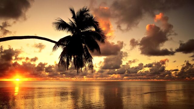 Hawaiian Sunset Wallpaper Stunning Ocean View Palm Silhouette