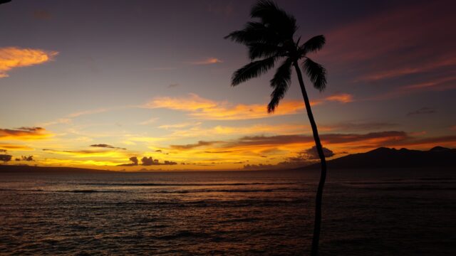 Hawaiian Sunset Wallpaper With Palm Tree And Ocean View