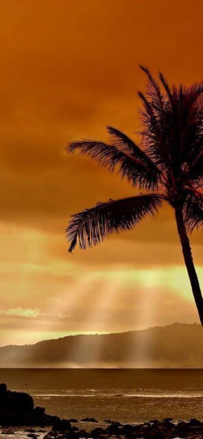 Hawaiian Sunset Wallpaper With Palm And Ocean View