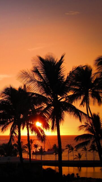 Hawaiian Sunset Wallpaper With Silhouetted Palm Trees