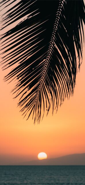 Hawaiian Sunset Warm Glow Behind Silhouetted Palm Leaves